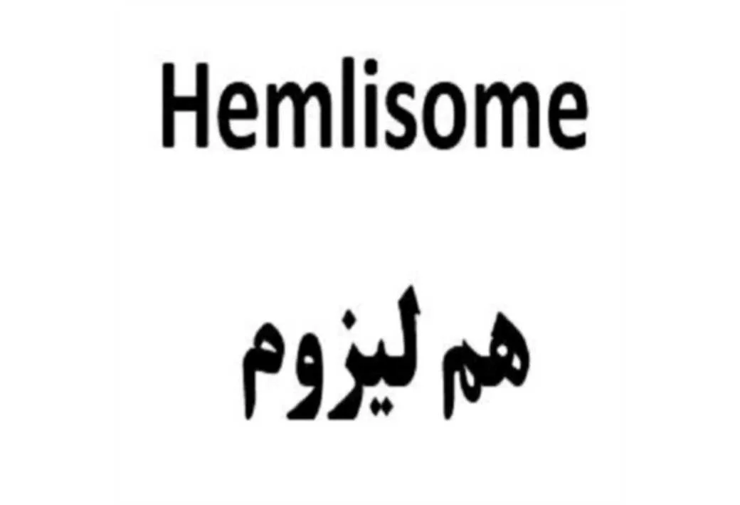 Hemlisome هم لیزوم